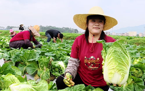 平桂區(qū)稻菜輪作基地春菜豐收 新鮮蔬菜供不應(yīng)求